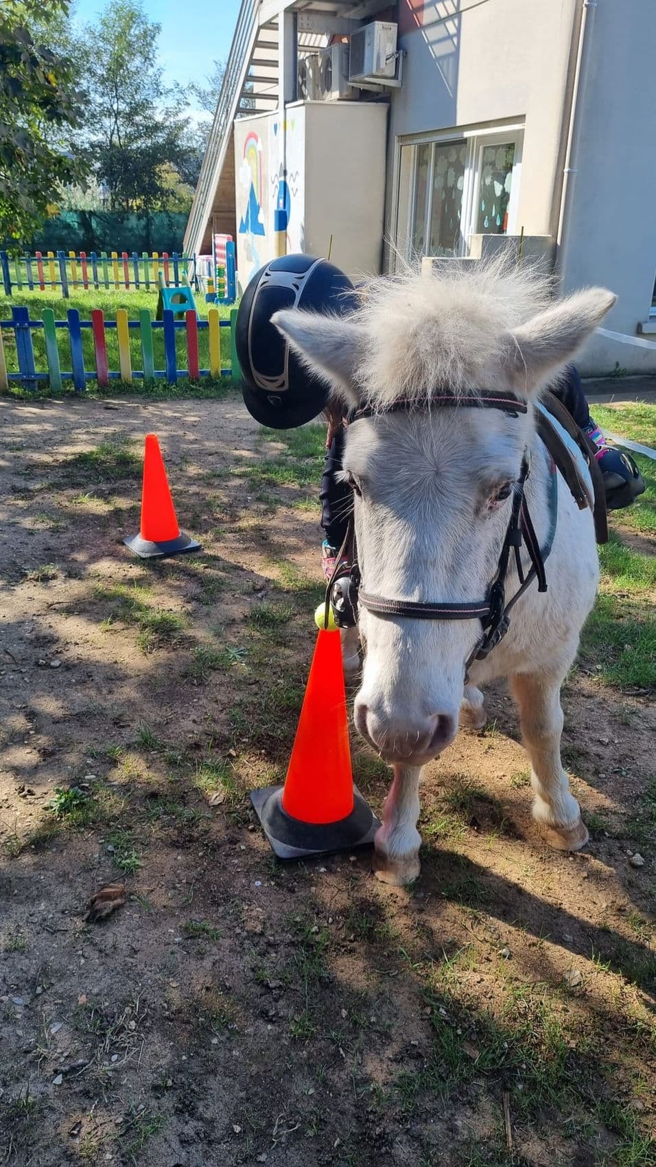 A white pony among cones during a riding session on the campus.