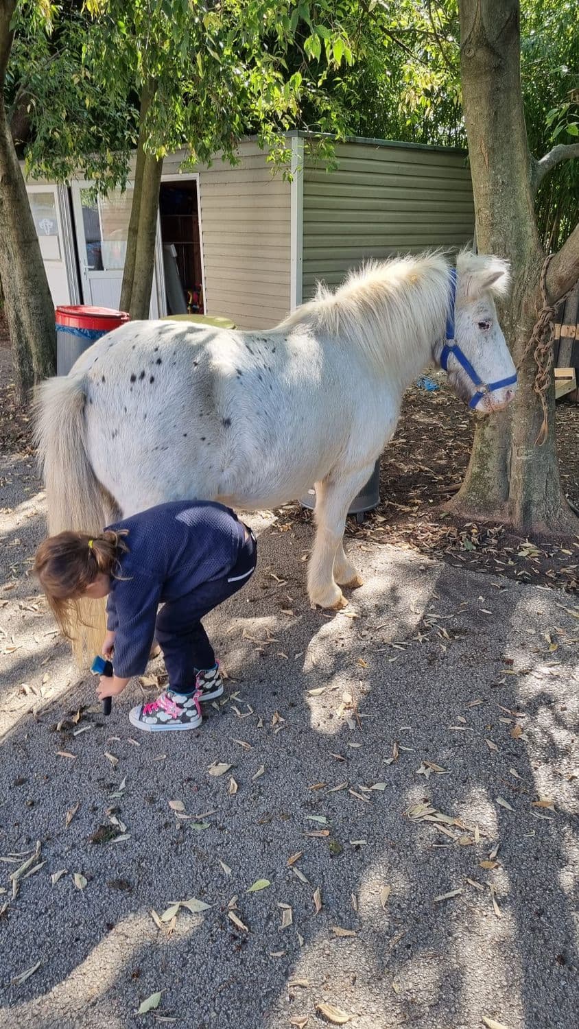 Un enfant cure le sabot d'un poney tacheté.