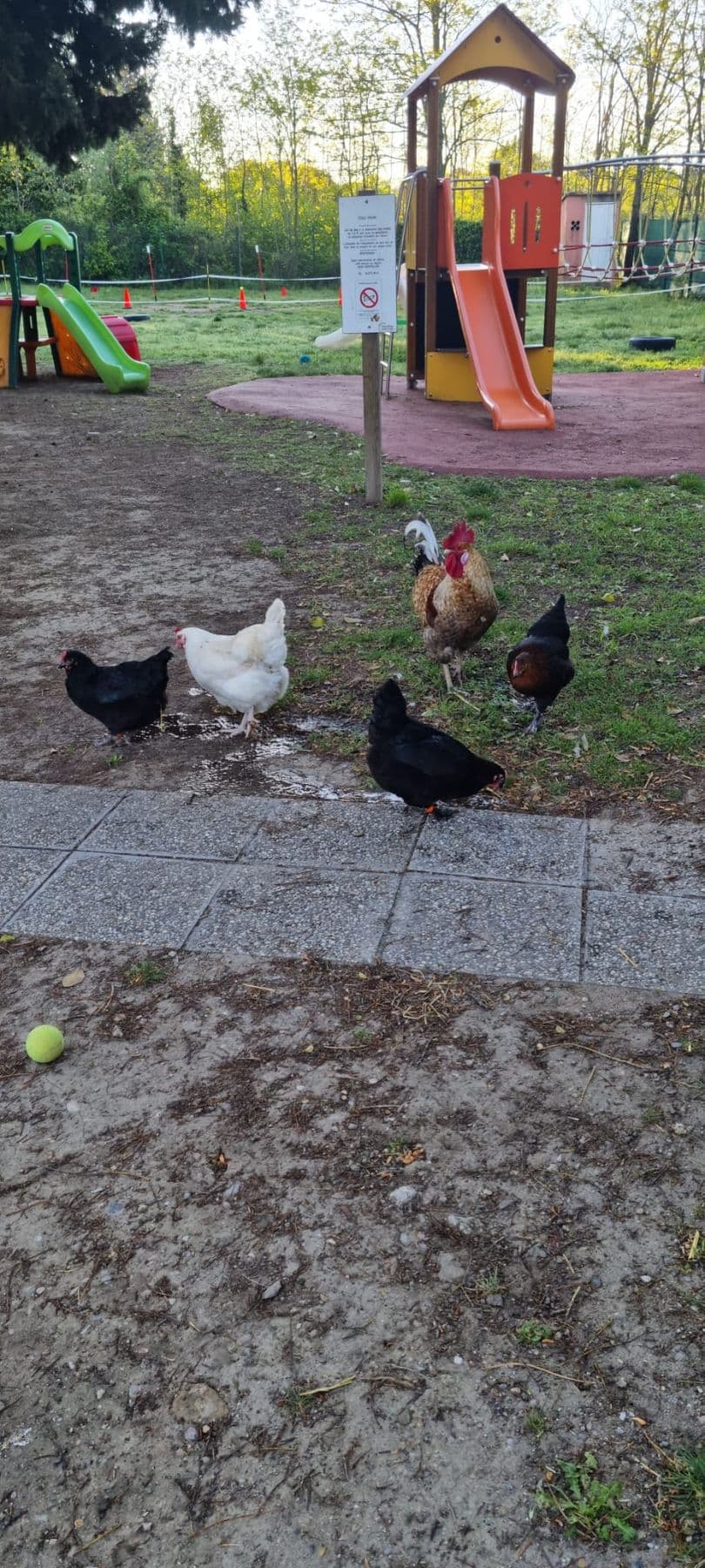 Des poules et un coq se promènent en liberté près de l'aire de jeux.